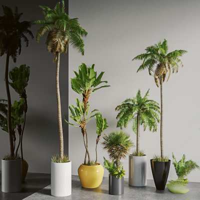 现代热带植物盆栽3D模型下载